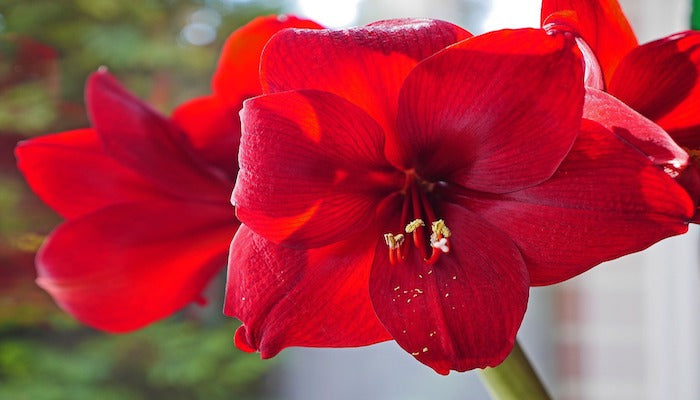 Amaryllis Bedeutung - Das solltest du unbedingt über Amaryllis wissen!