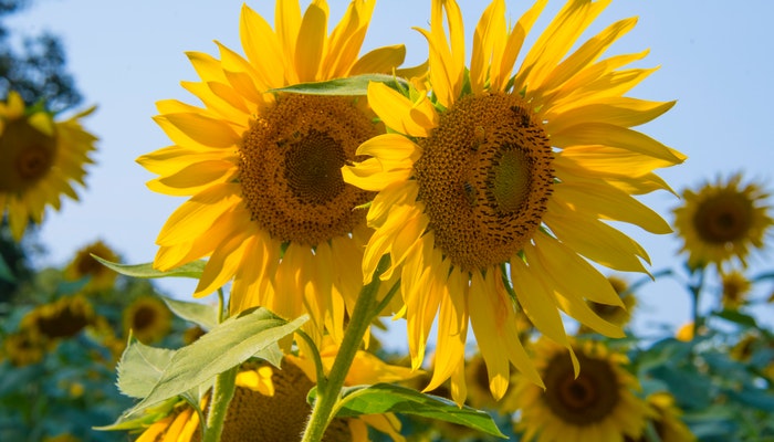 Blumen August - Diese Blumen solltest du nicht verpassen