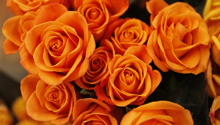 Blumen Oktober - Diese Blumen solltest du kennen