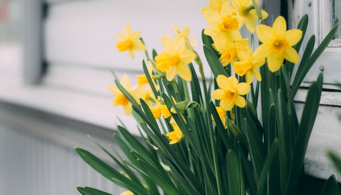 Geburtsblume März - Wem gratuliert die Osterglocke im März?