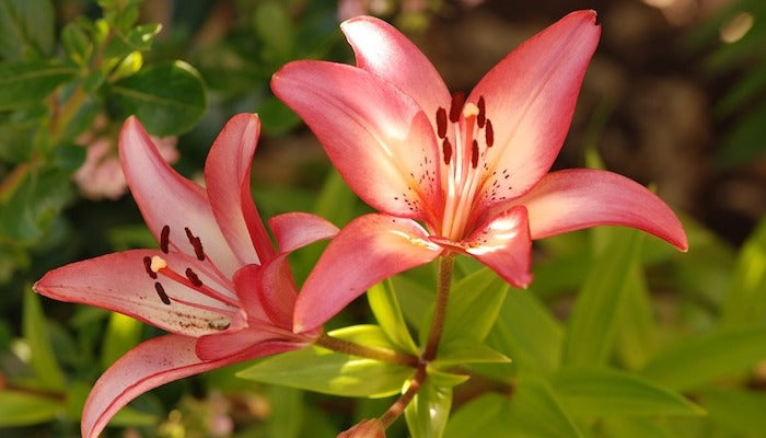 Lilie Bedeutung - Hier erfährst du alles!