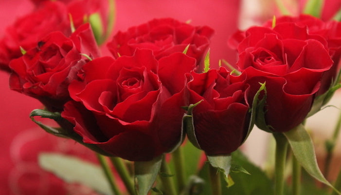 Rosen frisch halten - 5 einfache Pflegetipps