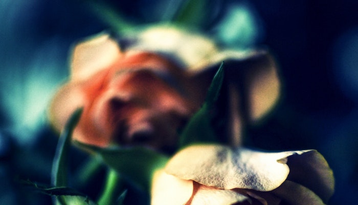 Rosen trocknen - 5 einfache Methoden mit Erfolgsgarantie