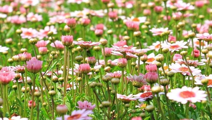 Blumen Symbole - 10 Blumensorten und ihre Sprache - Blume Ideal