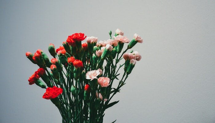 Geburtsblume Januar - Die Nelke gehört zu dir - Blume Ideal