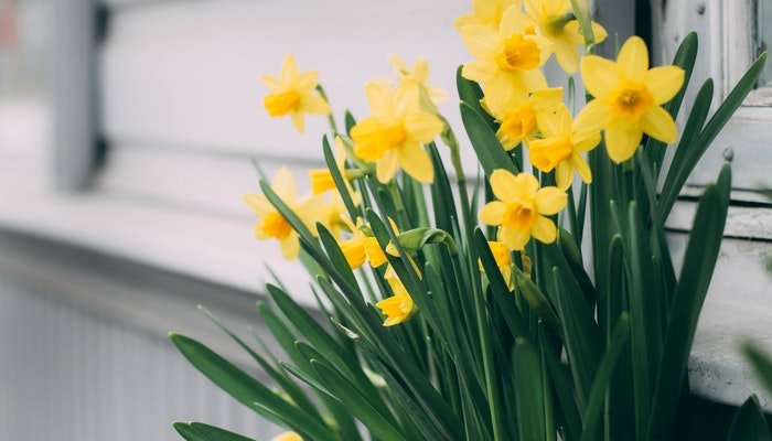 Geburtsblume März - Wem gratuliert die Osterglocke im März? - Blume Ideal