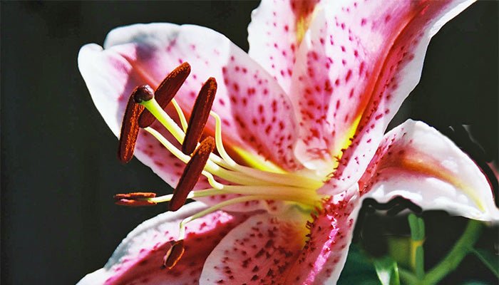 Lilien schneiden - So machst du alles richtig! - Blume Ideal