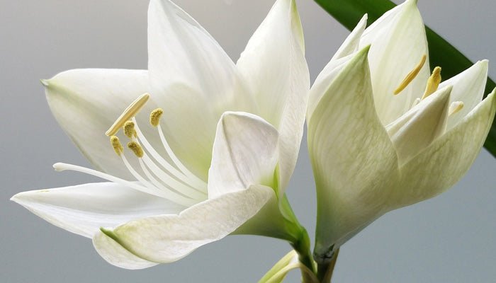 Lilienarten - Die schönsten Liliensorten im Kurzportrait - Blume Ideal