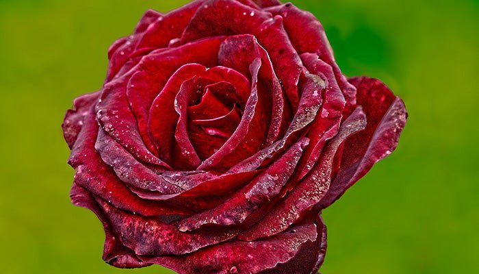 Rosen haltbar machen - Top 5 Tipps zur Lebensverlängerung - Blume Ideal