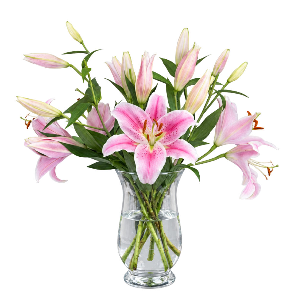 10 Pinke Lilien - Blume Ideal