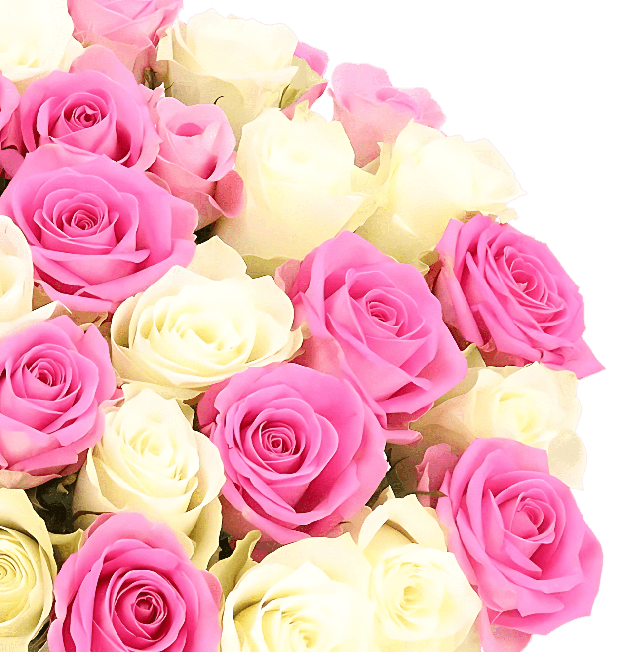 10 Rosen - "Candy Cotton" - Blume Ideal