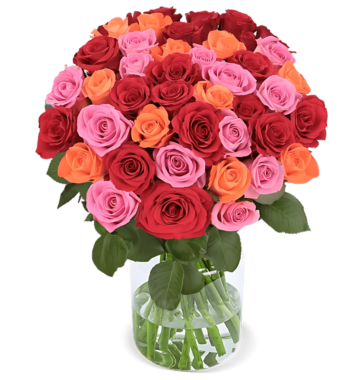 10 Rosen - “Rosenbeet” - Blume Ideal