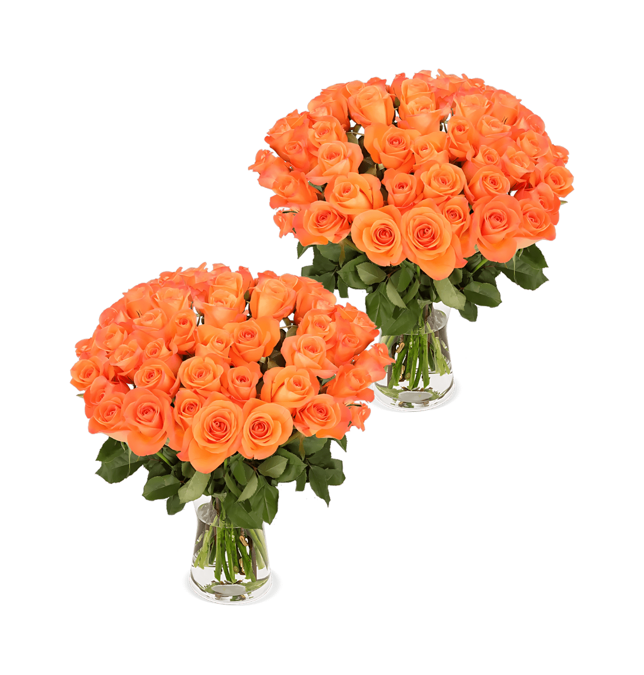 100 Orange Rosen (2x50 Stück) - Blume Ideal
