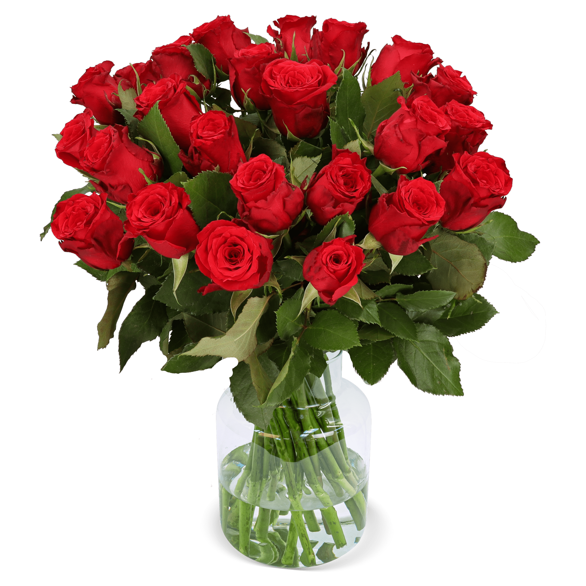 18 Rote Rosen - Blume Ideal
