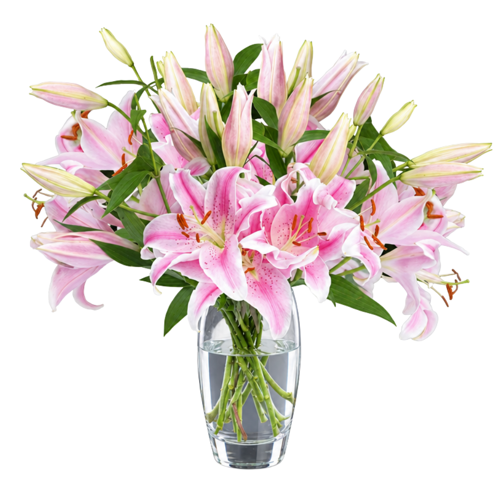 20 Pinke Lilien - Blume Ideal