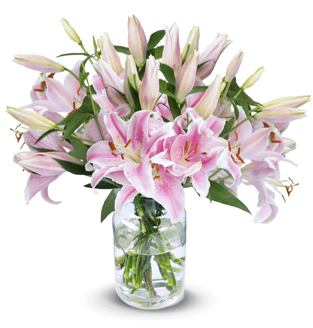 20 pinke Lilien mit bis zu 60 Blüten - Blume Ideal