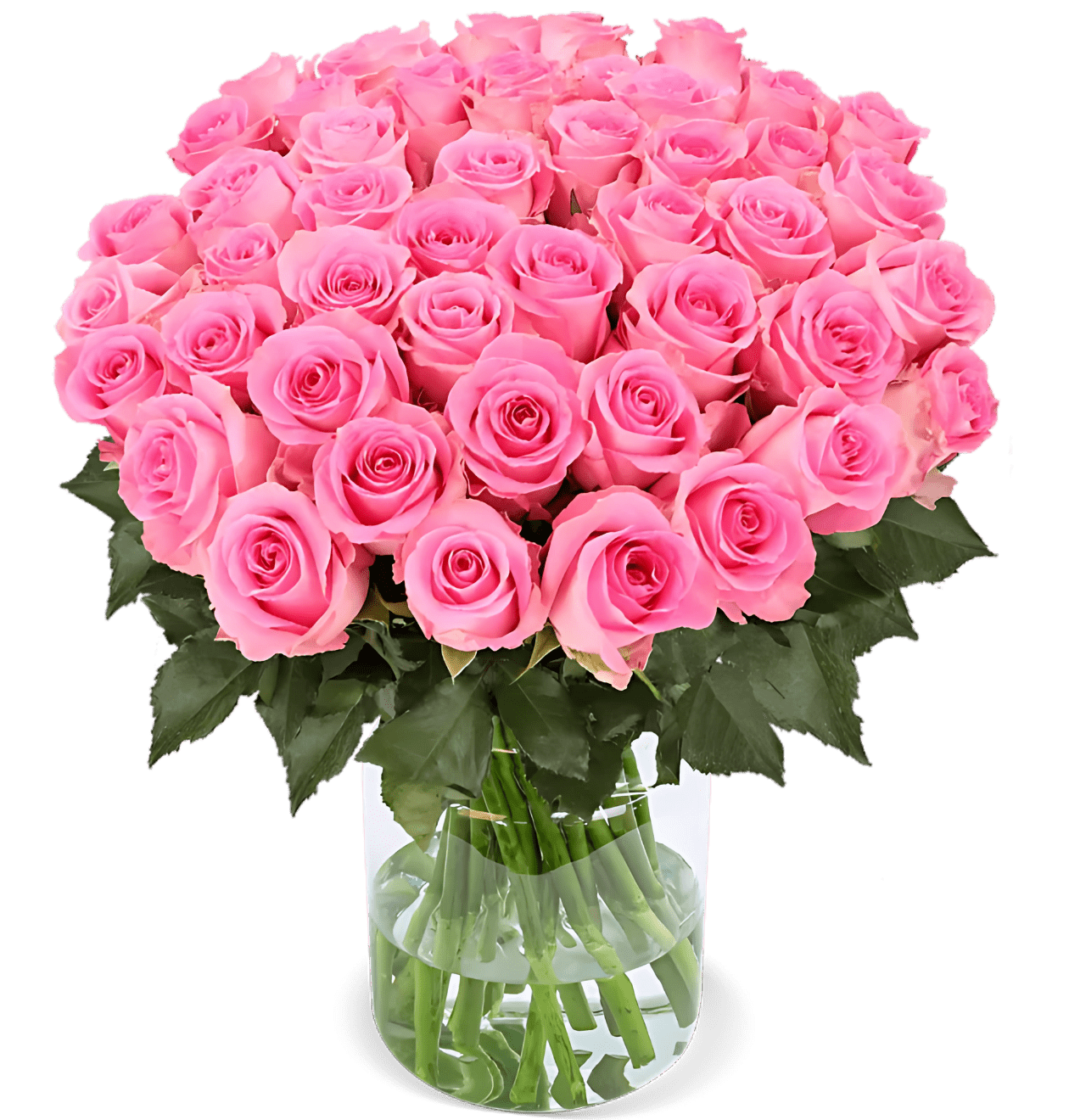 20 pinke Rosen - Blume Ideal