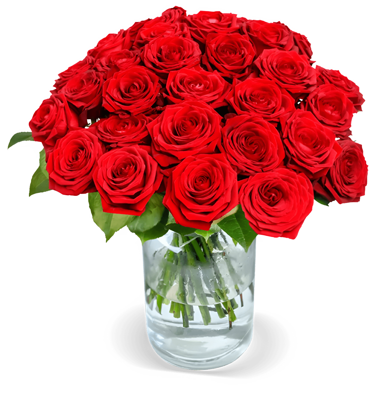 25 Premium Rosen "Red Naomi" - Blume Ideal