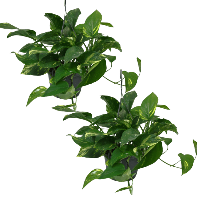 2er - Set Efeutute | Epipremnum aureum | +/ - 30 - 35cm | ø 12 - 15cm Topf - Blume Ideal