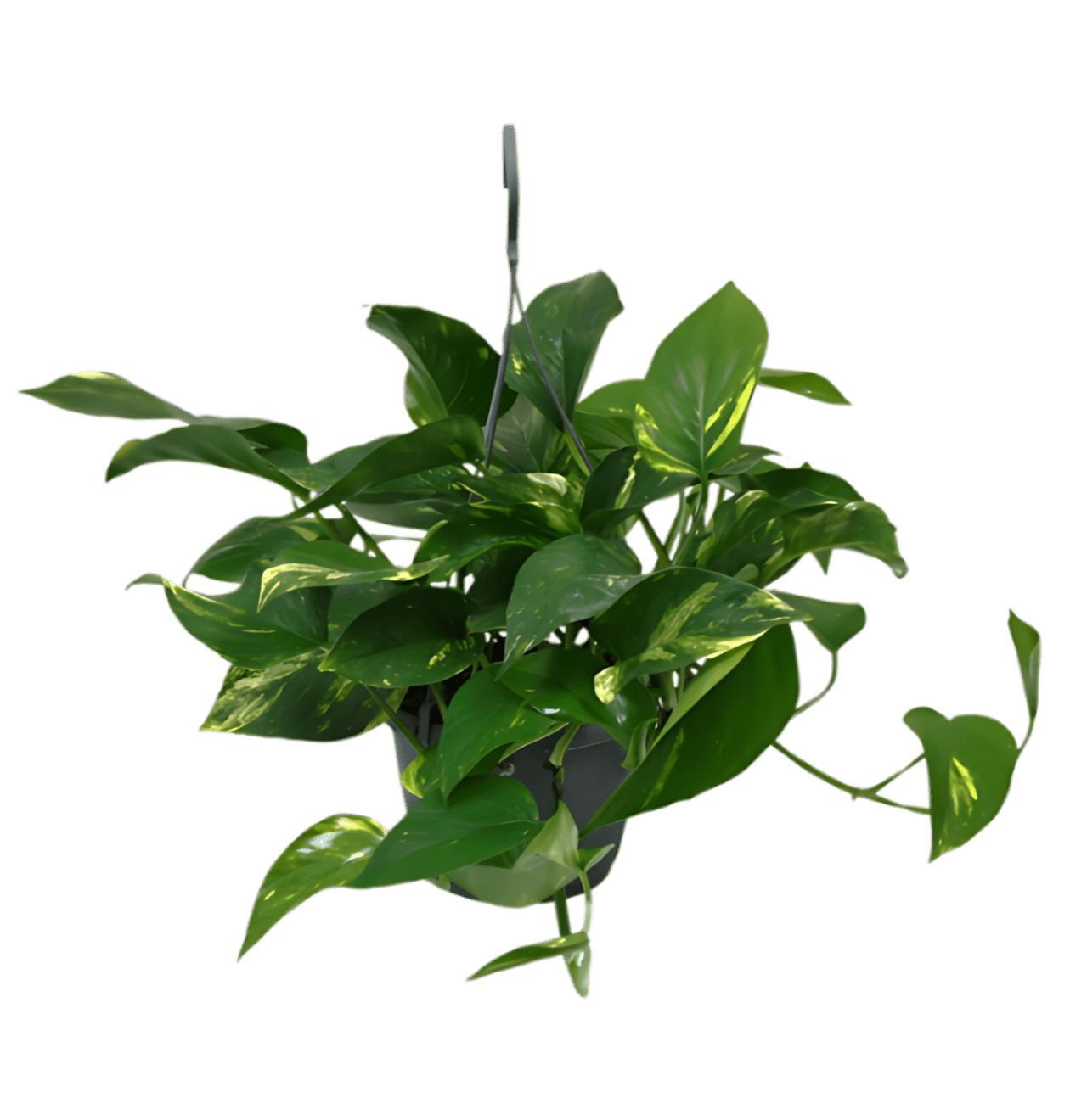 2er - Set Efeutute | Epipremnum aureum | +/ - 30 - 35cm | ø 12 - 15cm Topf - Blume Ideal