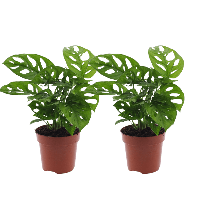 2er - Set Monstera “Monkey Leaf” | Affenblatt | +/ - 25 - 30cm | ø 12 - 15cm Topf - Blume Ideal