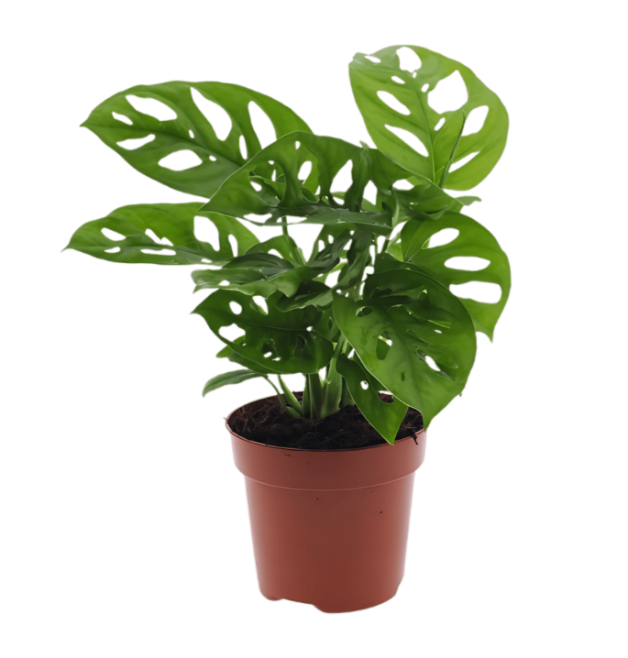 2er - Set Monstera “Monkey Leaf” | Affenblatt | +/ - 25 - 30cm | ø 12 - 15cm Topf - Blume Ideal