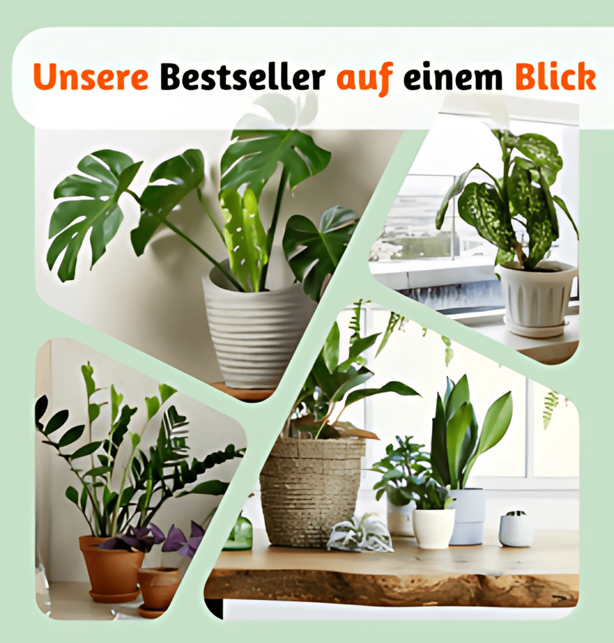 2er - Set Musa | Bananenpflanze | +/ - 40 - 50cm | ø 12 - 15cm Topf - Blume Ideal