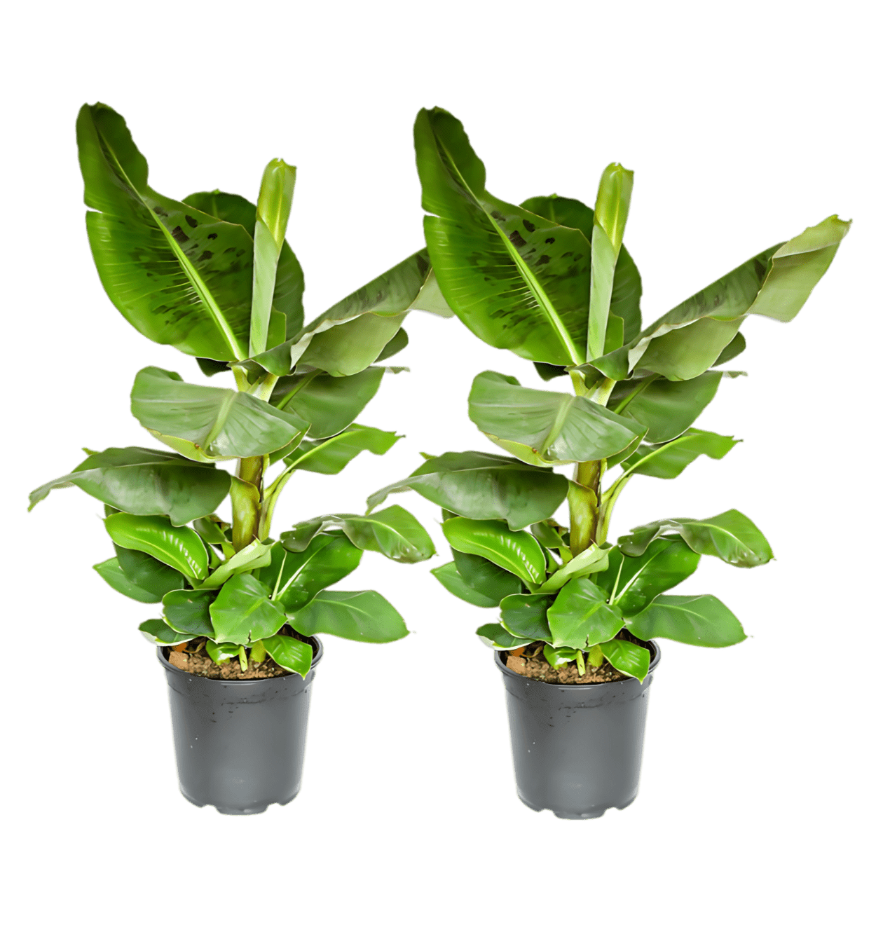 2er - Set Musa | Bananenpflanze | +/ - 40 - 50cm | ø 12 - 15cm Topf - Blume Ideal