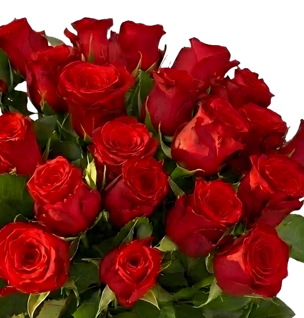 30 rote Rosen zum Weltfrauentag
