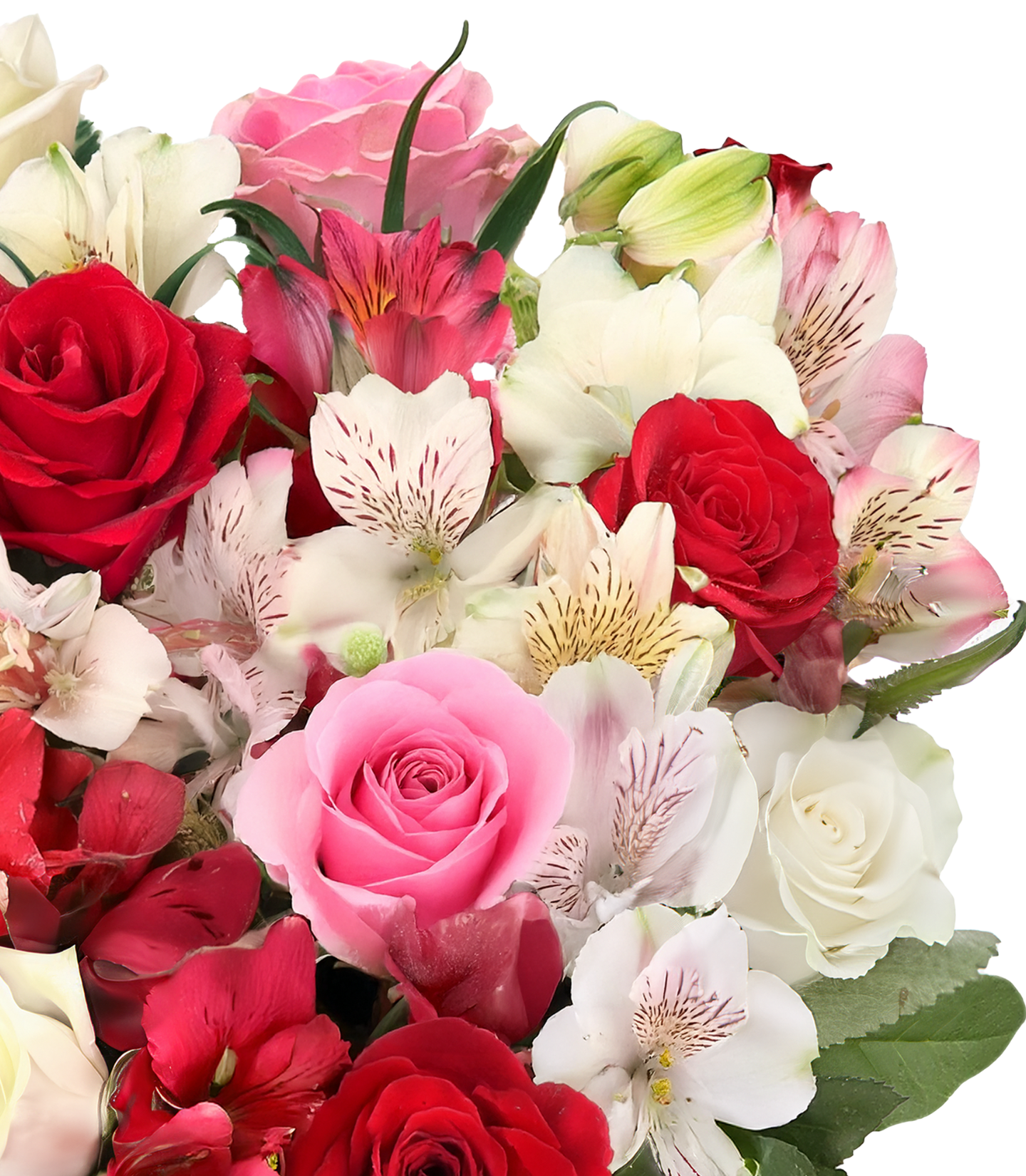 Amelie mit bis zu 40 Blüten