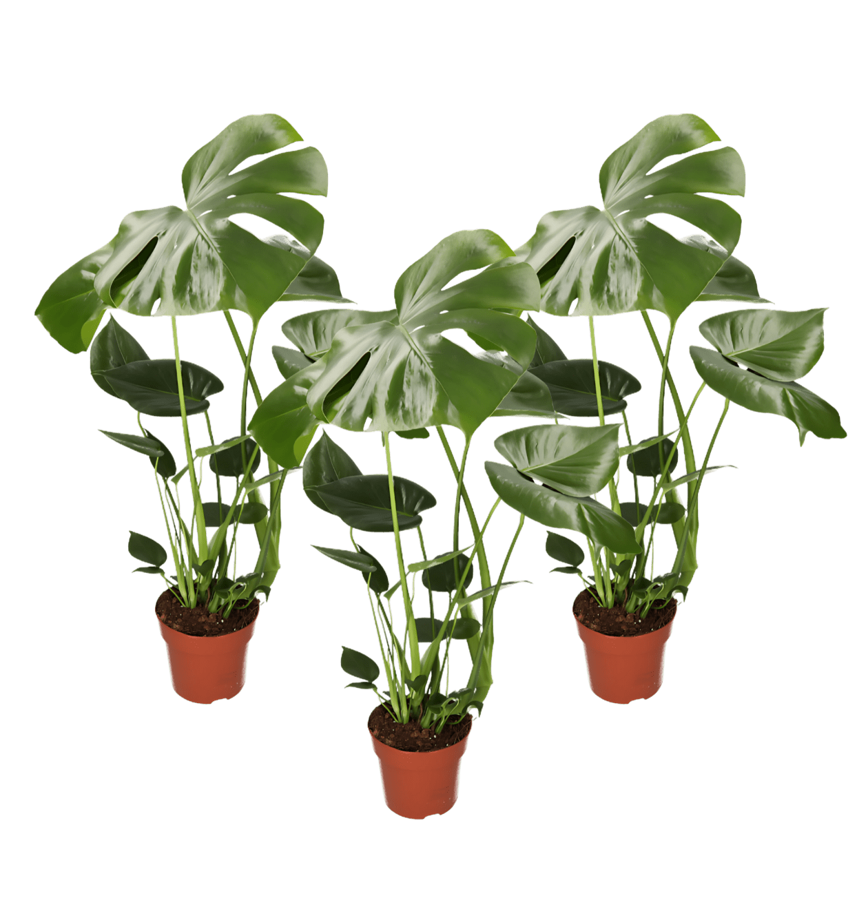 3er - Set | Monstera “Deliciosa” | +/ - 50 - 60cm | ø 12 - 15cm Topf - Blume Ideal