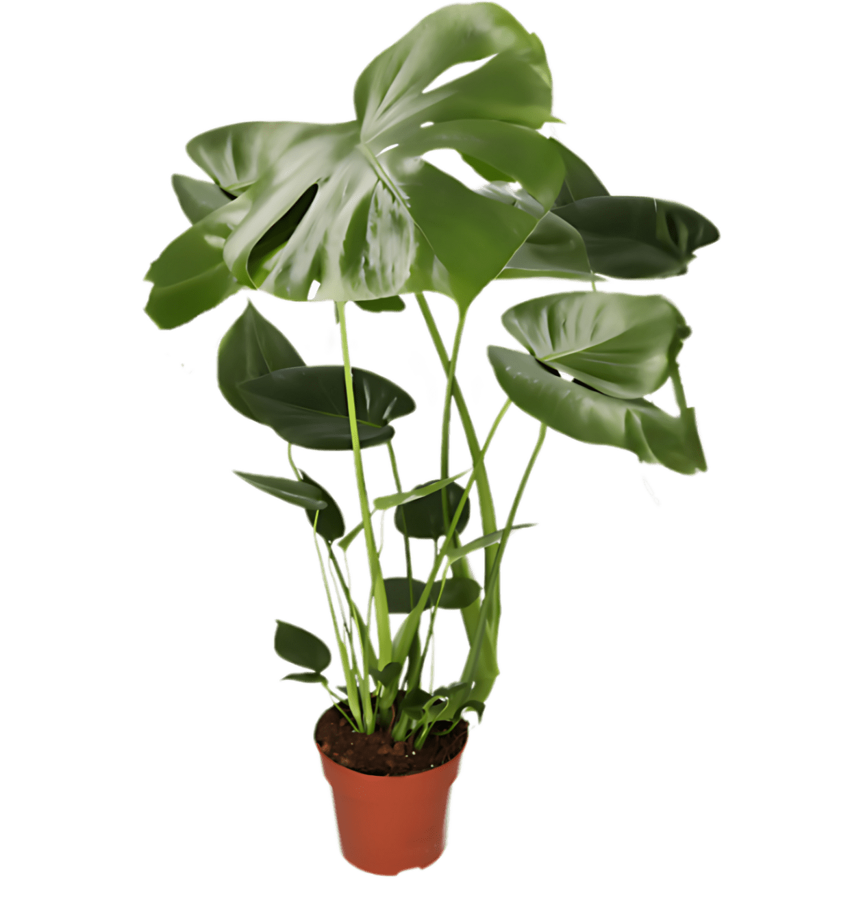 3er - Set | Monstera | Einblatt | Glückskastanie | +/ - 45 - 65cm | ø 12 - 15cm Topf - Blume Ideal