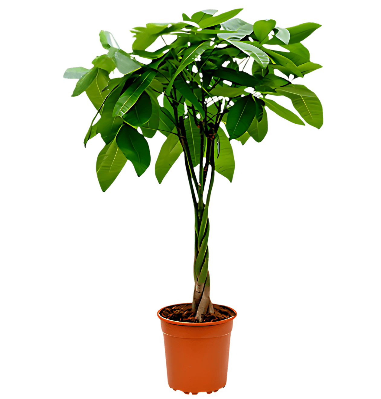 3er - Set | Monstera | Einblatt | Glückskastanie | +/ - 45 - 65cm | ø 12 - 15cm Topf - Blume Ideal