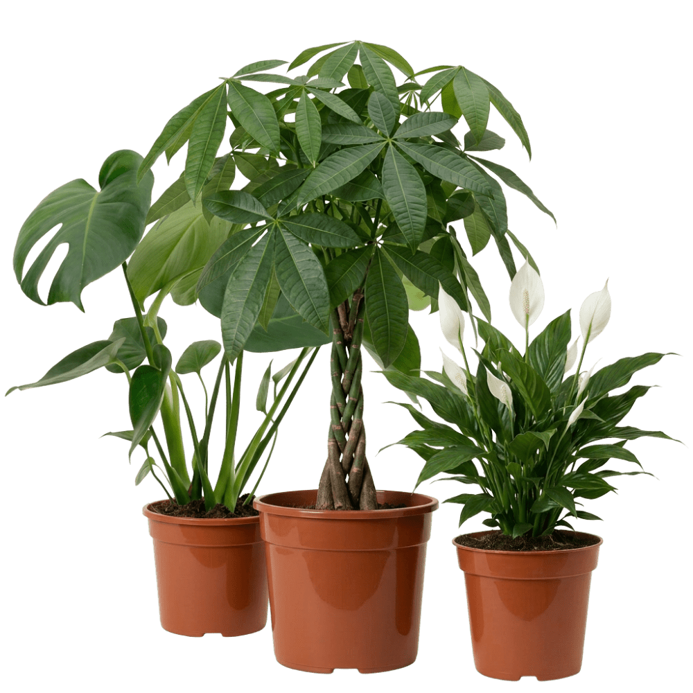3er Set Zimmerpflanzen - Blume Ideal