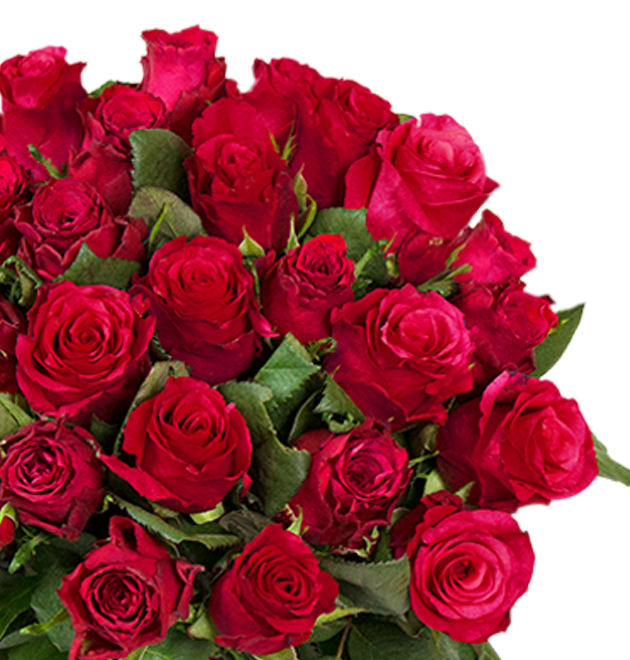 44 rote Rosen Special Deal