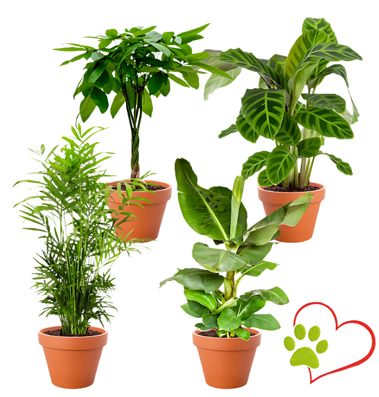 4er-Set "Tierfreund" | Bergpalme | Glückskastanie | Bananenpflanze | Korbmarante | +/- 30-60cm | ø 12-15cm Topf