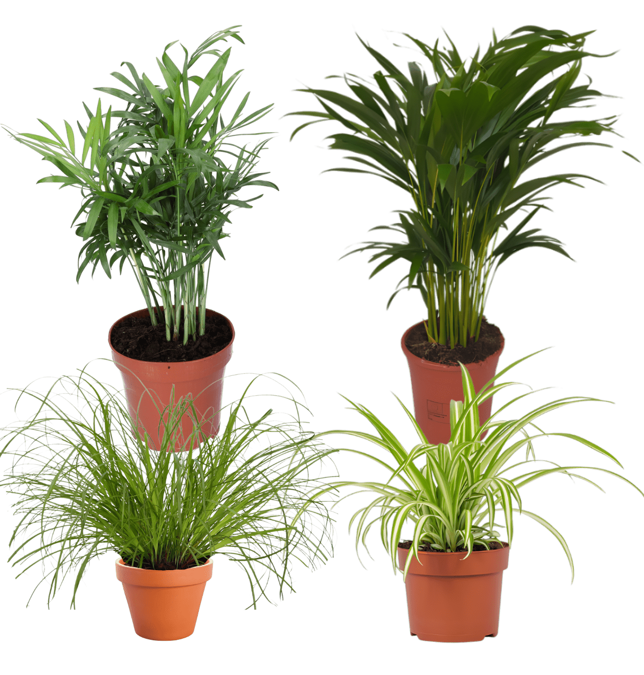 4er - Set “Katzenliebhaber” | Katzengras | Bergpalme | Goldfruchtpalme | Grünlilie | +/ - 30 - 45cm | ø 12 - 15cm Topf - Blume Ideal