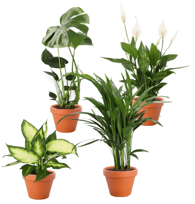 4er - Set| Monstera | Einblatt | Dieffenbachie | Goldfruchtpalme |+/ - 40 - 45cm | ø 12 - 15cm Topf - Blume Ideal