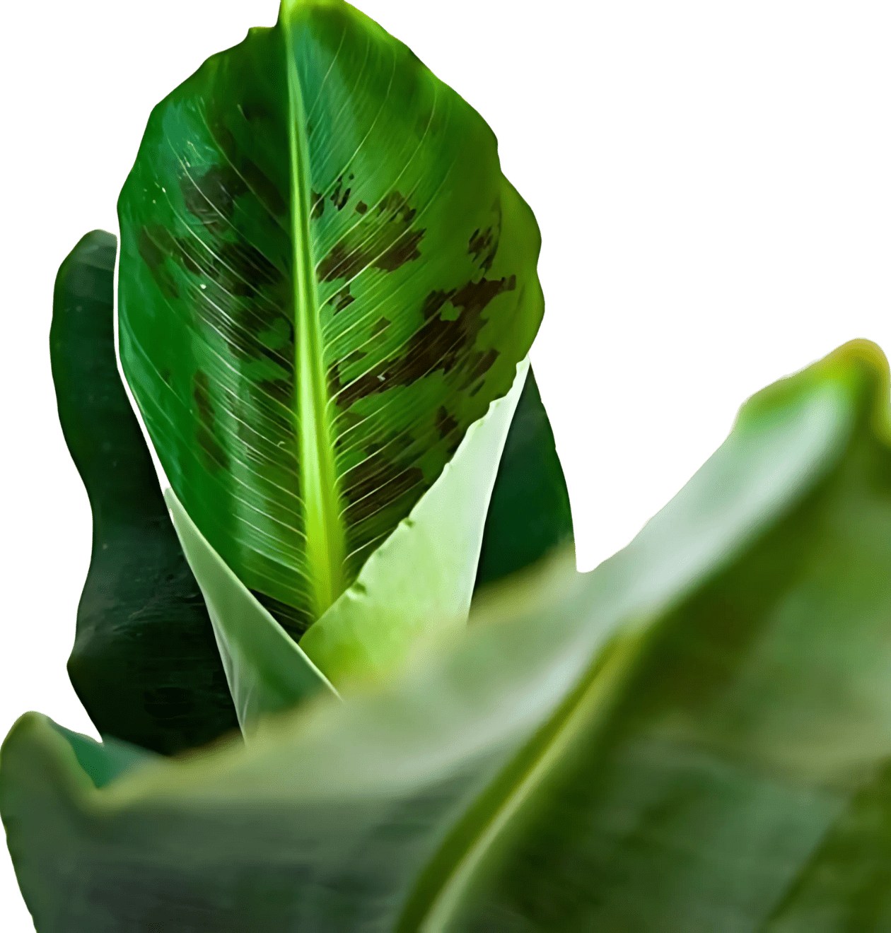 4er - Set "Tierfreund" Bergpalme | Glückskastanie | Bananenpflanze | Korbmarante | +/ - 30 - 60cm | ø 12 - 15cm Topf - Blume Ideal