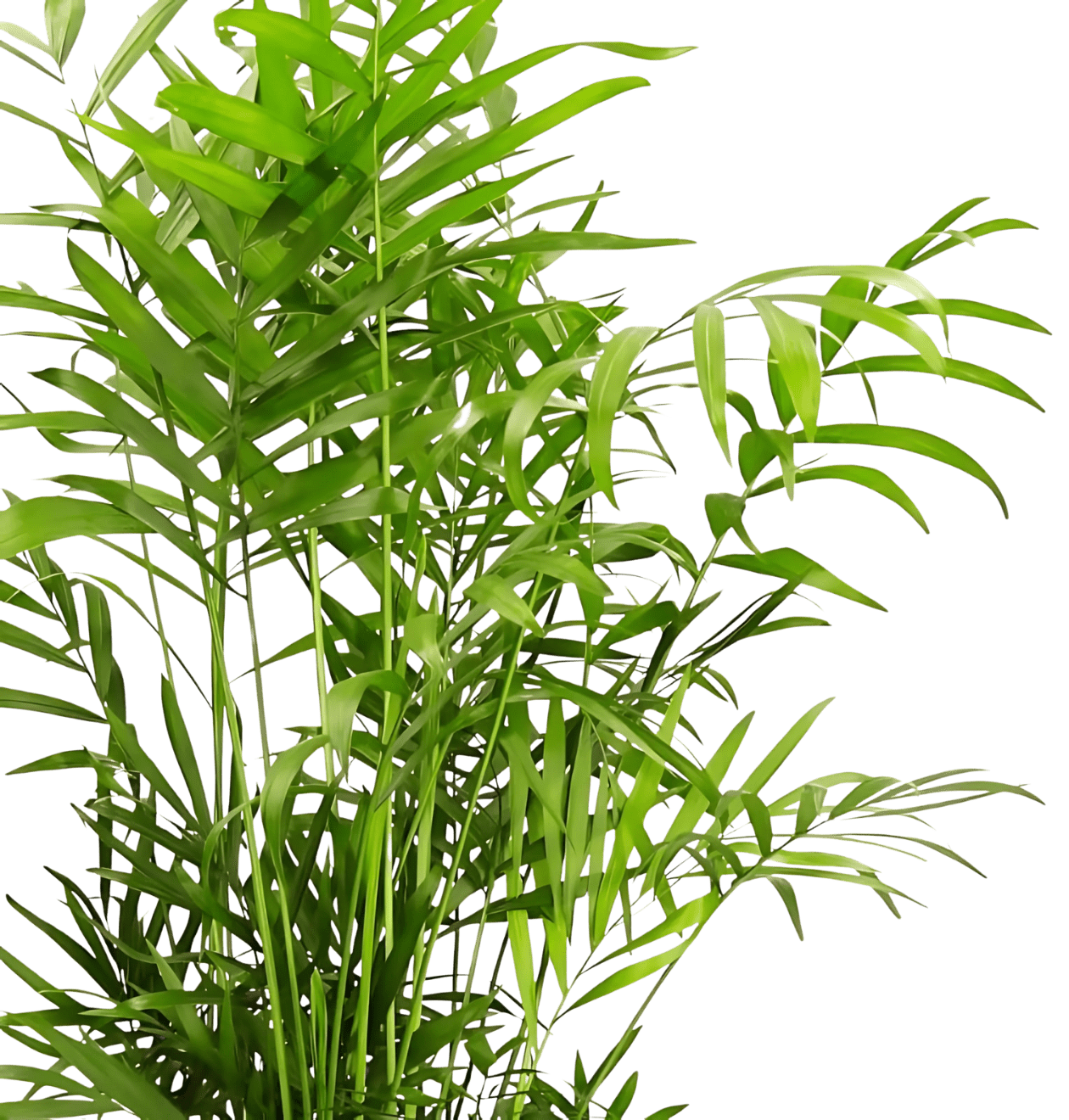 4er - Set "Tierfreund" Bergpalme | Glückskastanie | Bananenpflanze | Korbmarante | +/ - 30 - 60cm | ø 12 - 15cm Topf - Blume Ideal