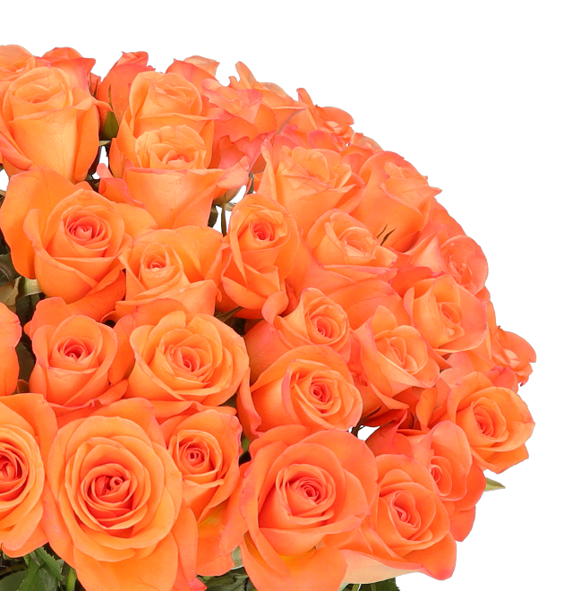 50 orange Rosen