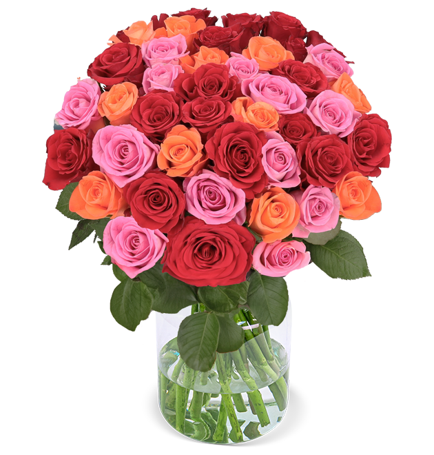 50 Rosen - "Rosenbeet"