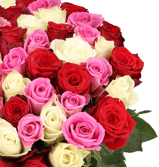 50 Rosen - Love Loud - Blume Ideal