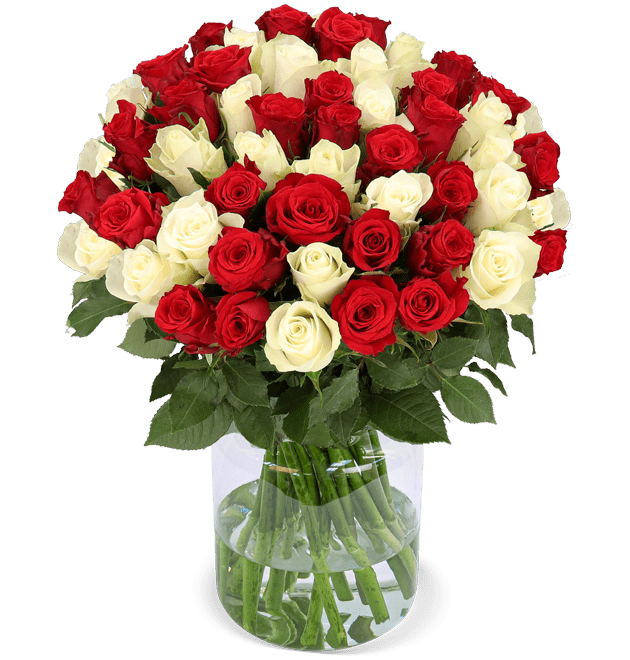 50 rot - weiß Rosen - Blume Ideal