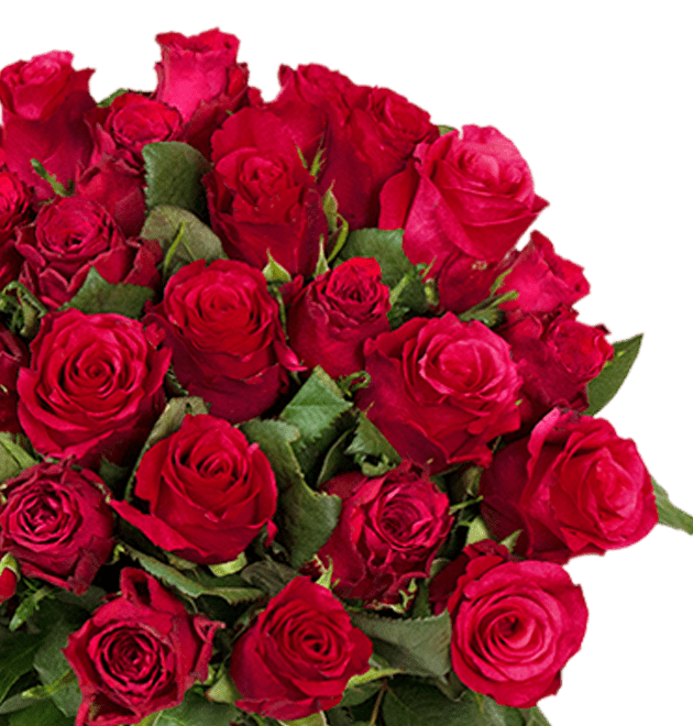 50 rote Rosen - Blume Ideal