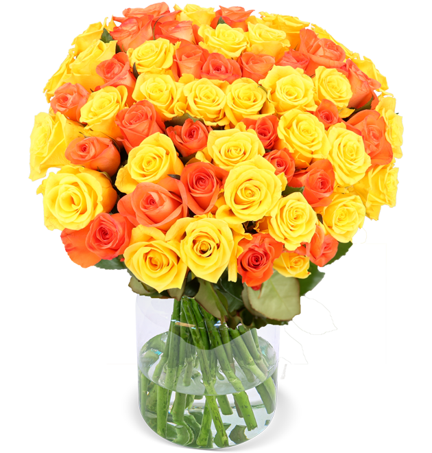 50 gelb orange Rosen