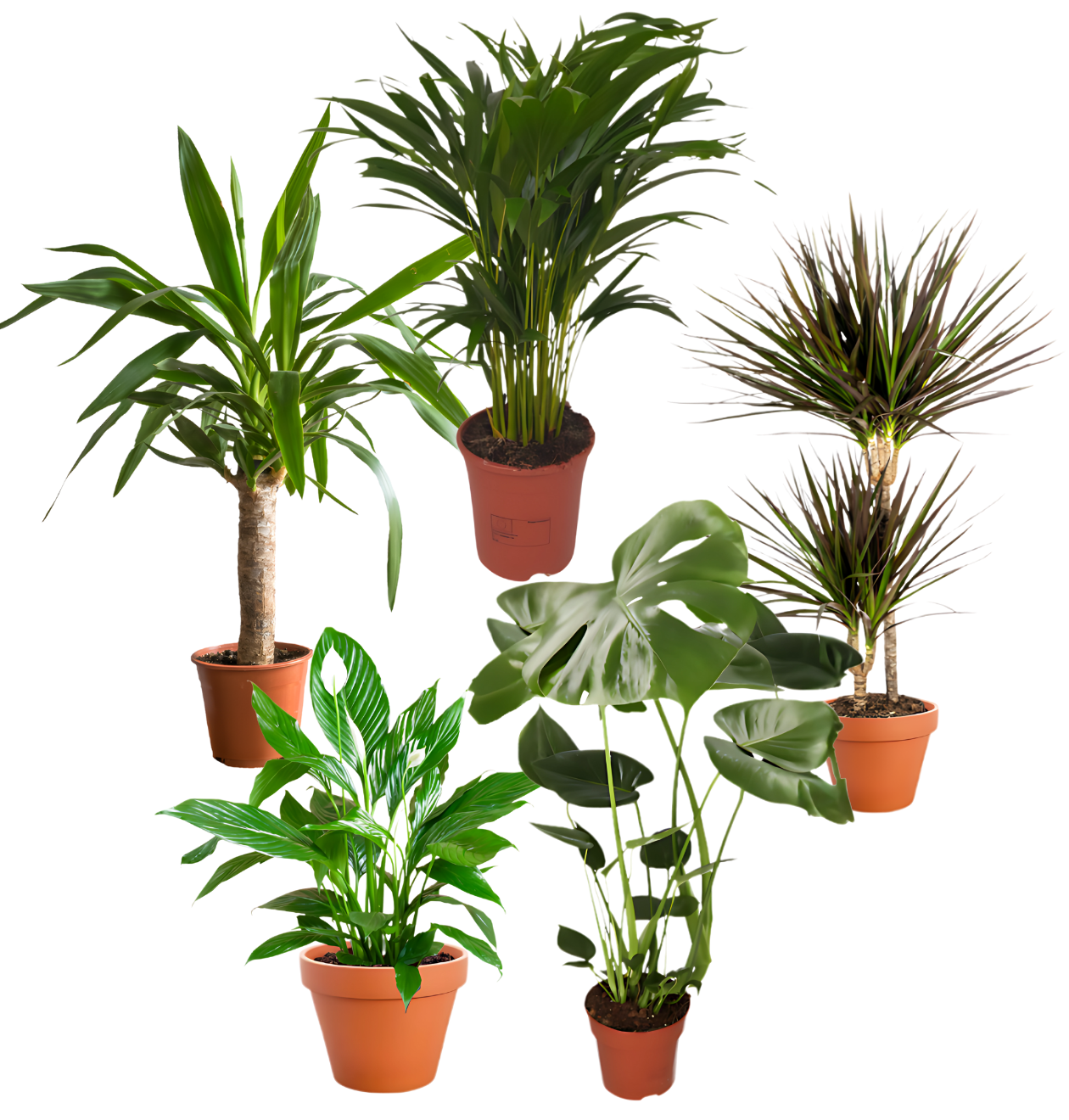 5er-Set | Monstera | Drachenbaum | Palmlilie | Goldfruchtpalme | Einblatt | +/- 45-70cm | ø 12-15cm Topf