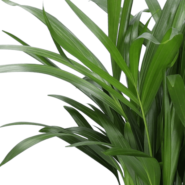 5er Set Luftreinigende Pflanzen | Monstera | Einblatt | Dieffenbachie | Goldfruchtpalme | Calathea | +/ - 40 - 50cm | ø 12 - 15cm Topf - Blume Ideal