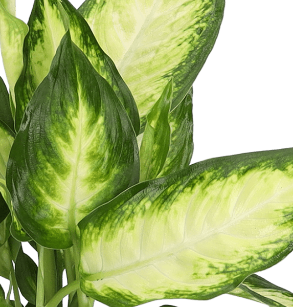 5er Set Luftreinigende Pflanzen | Monstera | Einblatt | Dieffenbachie | Goldfruchtpalme | Calathea | +/ - 40 - 50cm | ø 12 - 15cm Topf - Blume Ideal