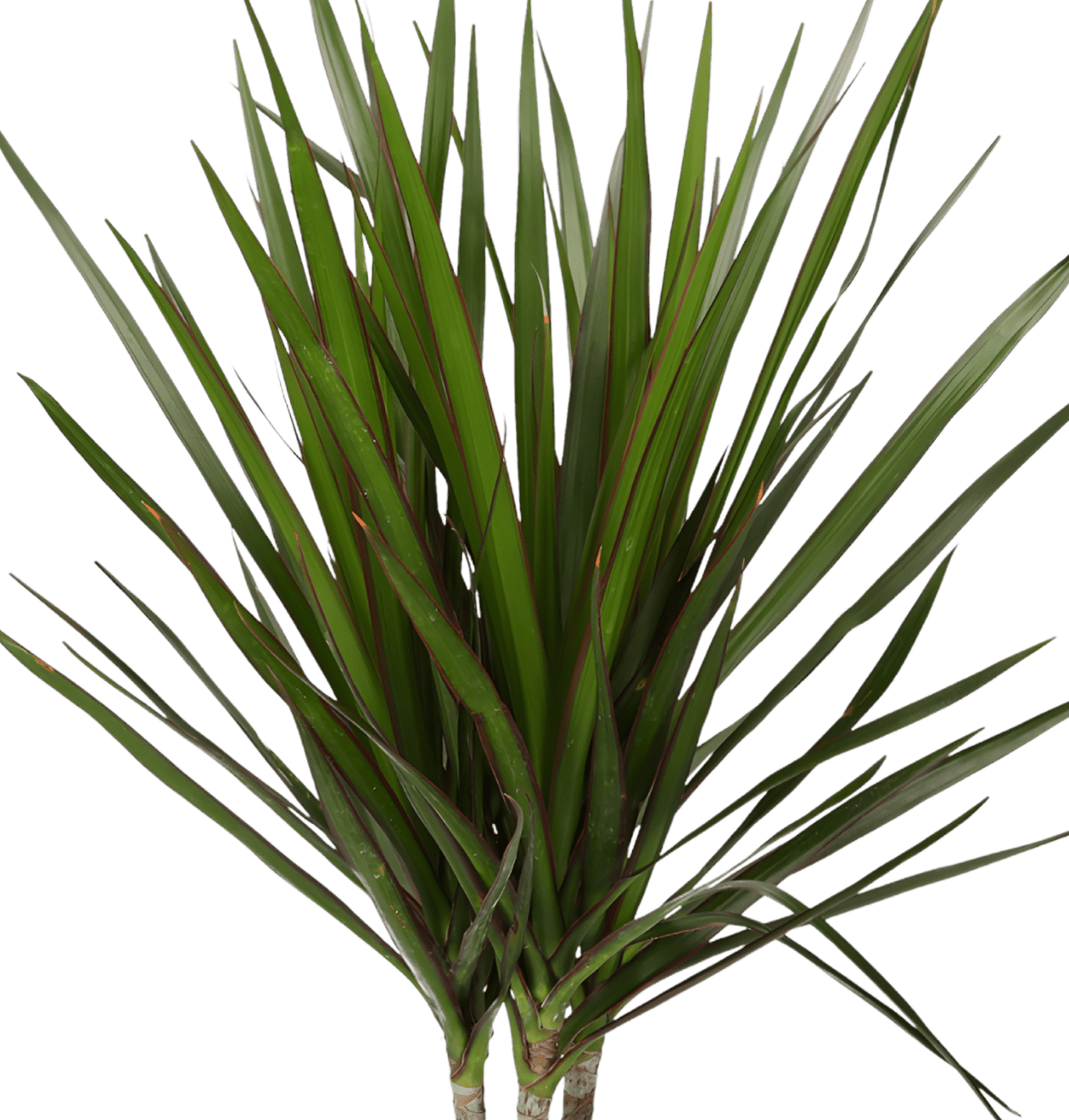 5er - Set | Monstera | Drachenbaum | Palmlilie | Goldfruchtpalme | Einblatt | +/ - 45 - 70cm | ø 12 - 15cm Topf - Blume Ideal